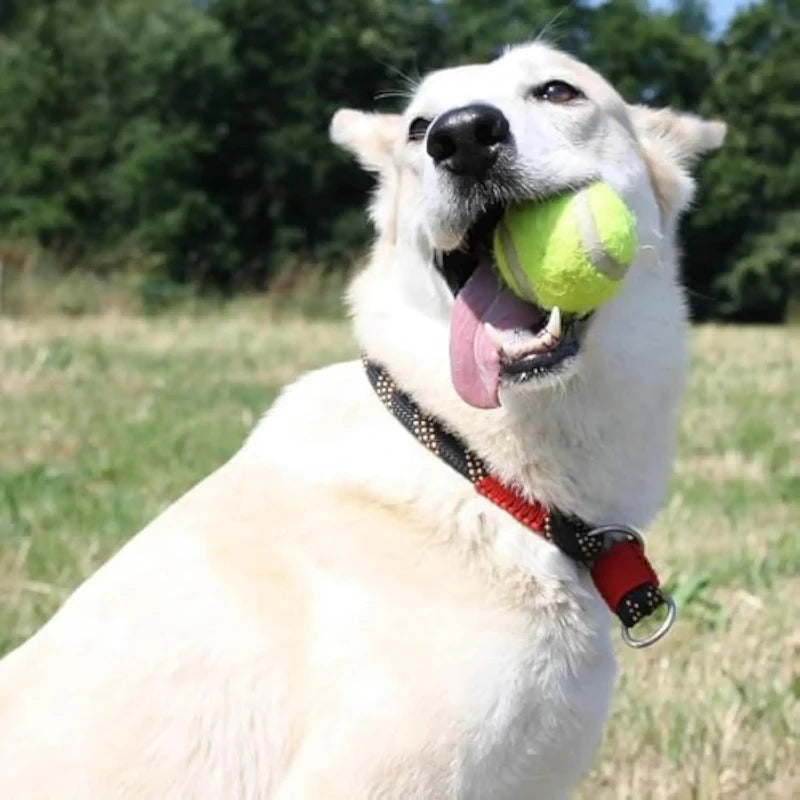 Automatic Dog Tennis Ball Launcher – Rechargeable Interactive Toy