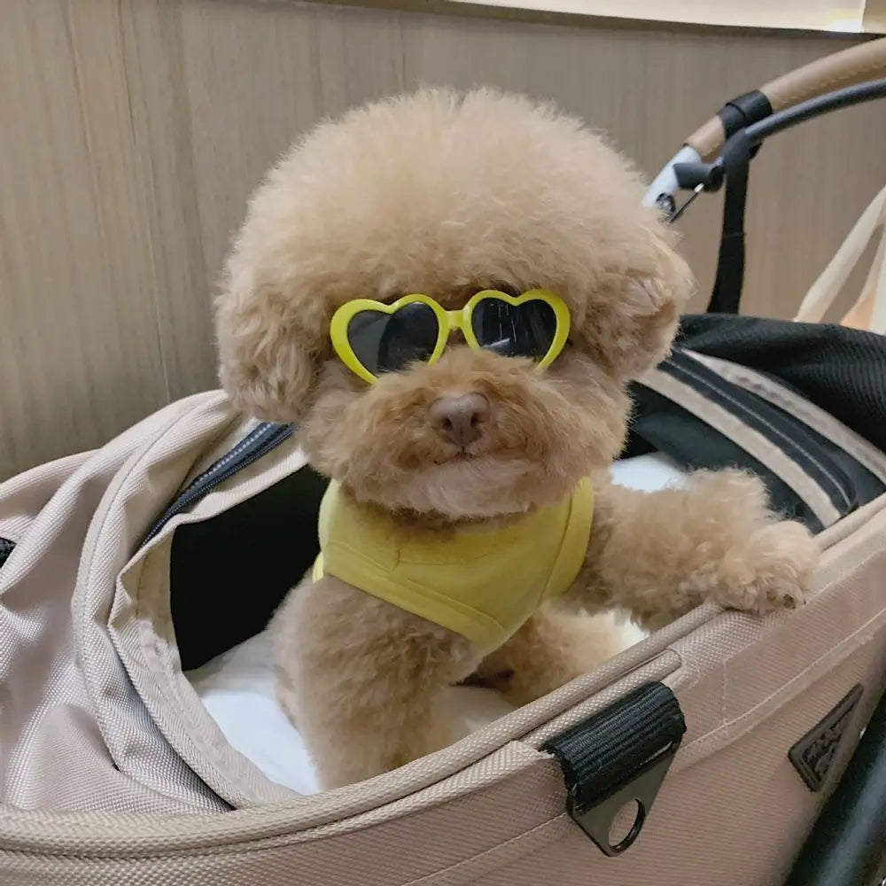 Pet Eye-Wear – Stylish Pet Sunglasses for Parties & Photoshoots