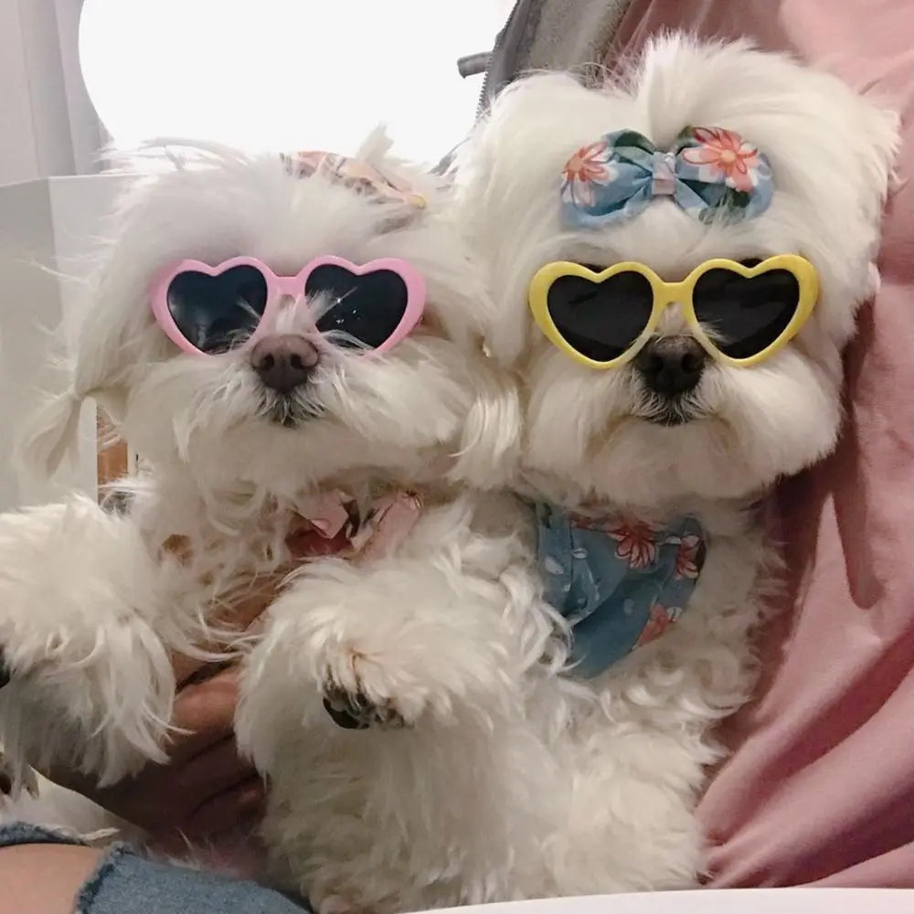 Pet Eye-Wear – Stylish Pet Sunglasses for Parties & Photoshoots