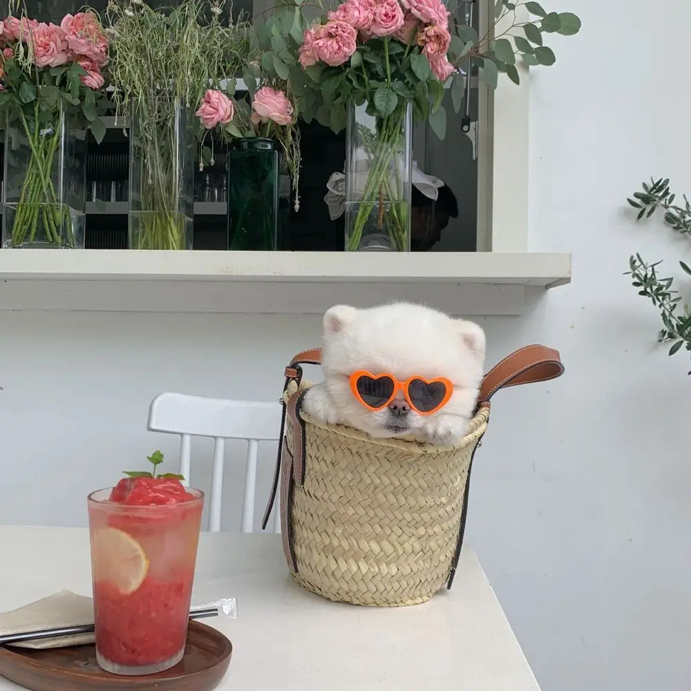 Pet Eye-Wear – Stylish Pet Sunglasses for Parties & Photoshoots