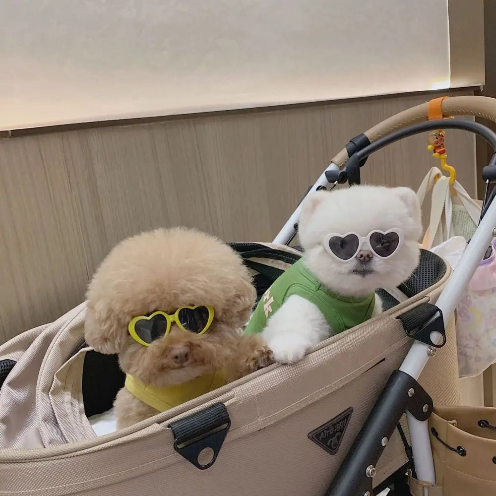 Pet Eye-Wear – Stylish Pet Sunglasses for Parties & Photoshoots