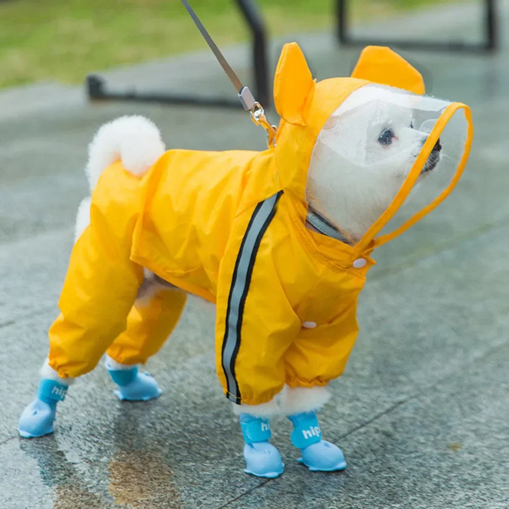 pet fashion