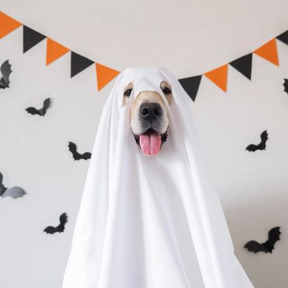 Pet Halloween Ghost Costume