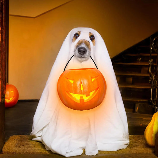 Pet Halloween Ghost Costume